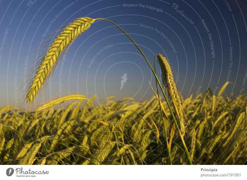 proud ear Summer Nature Landscape Plant Beautiful weather Agricultural crop Ear of corn Field Esthetic Moody Contentment Honor Colour photo Exterior shot