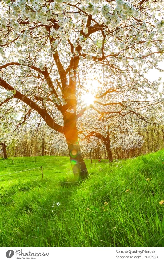 cherry tree Summer Environment Nature Landscape Plant Sun Sunrise Sunset Sunlight Spring Beautiful weather Warmth Garden Park Meadow Field Hill Alps Mountain