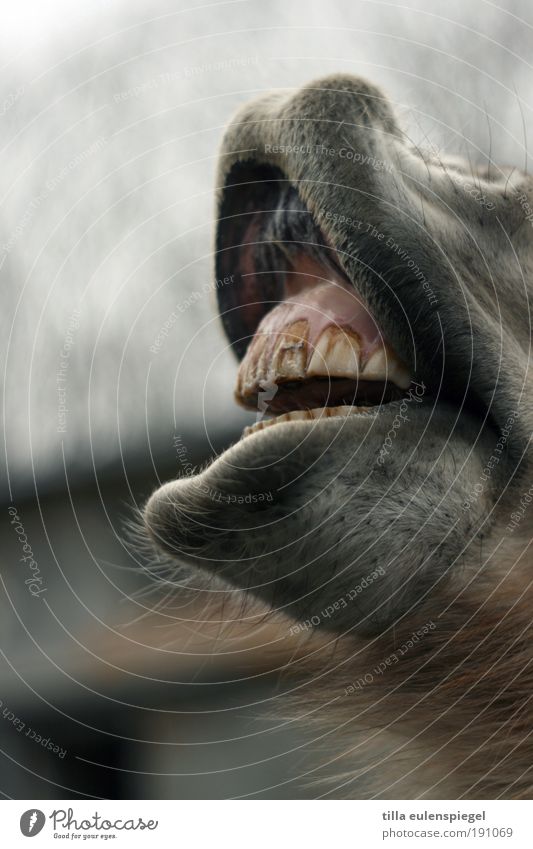 It's Valentine's Day! Animal Horse Muzzle Set of teeth 1 Dirty Hideous Natural Wild Brown Gray Whimsical Environment Teeth Unkempt Whinny Facial hair Pelt