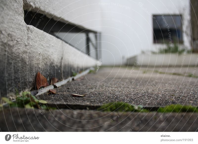 ausschnitthaft.villa savoye. Design Calm House (Residential Structure) Roof terrace Artist Museum le corbusier Moss Maple seed Weathered Poissy (Paris) France