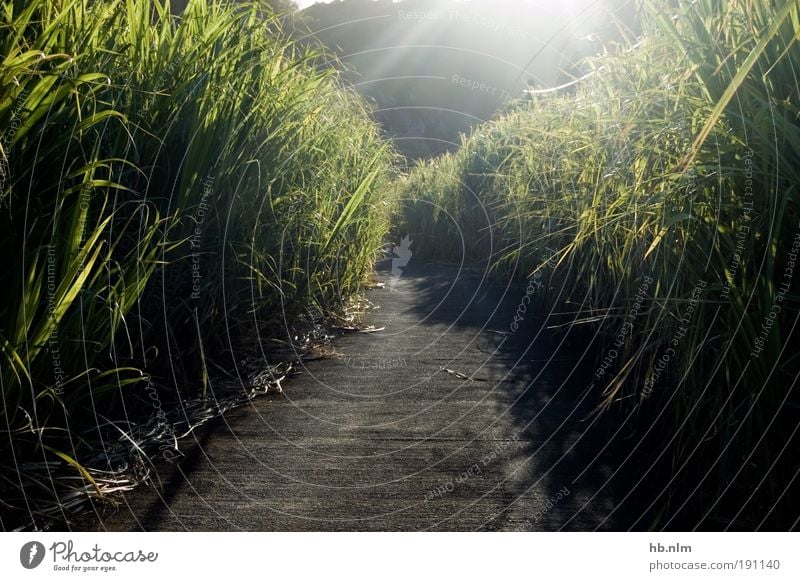 le chemin Landscape Plant Bushes Meadow Field Traffic infrastructure Street Tunnel Esthetic Bright Green Black White Moody Spring fever Anticipation