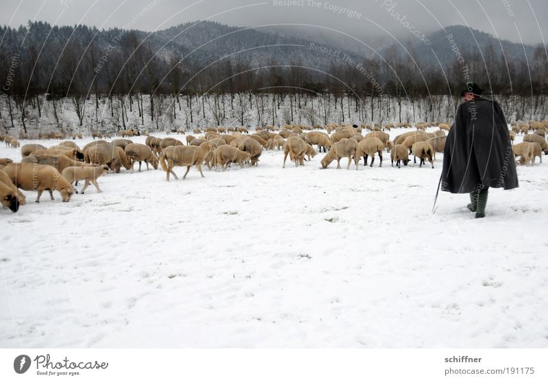 Tough job Man Adults Landscape Clouds Winter Bad weather Snow Farm animal Group of animals Herd Authentic Loyal Dedication Watchfulness Longing