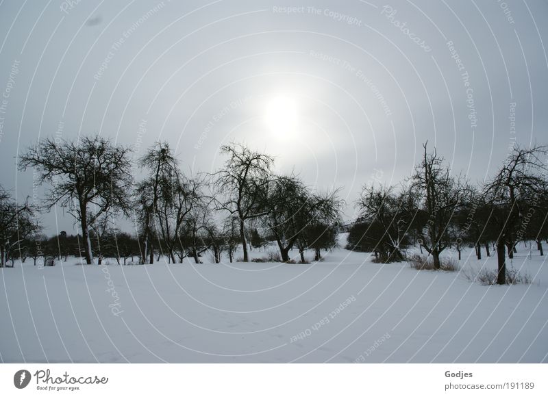 Apple trees in a snowy landscape Environment Nature Landscape Sky Clouds Sun Sunlight Winter Snow Field Hill Cold Moody Colour photo Exterior shot Deserted