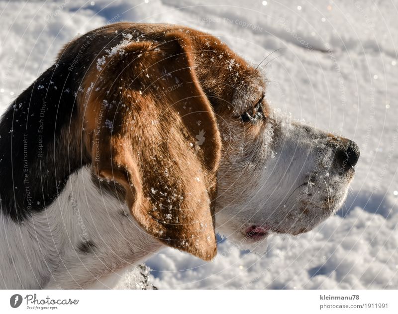 Beagle in side profile Elegant Joy Happy Harmonious Relaxation Leisure and hobbies Sun Sunbathing Winter Snow Winter vacation Hiking Fitness Sports Training