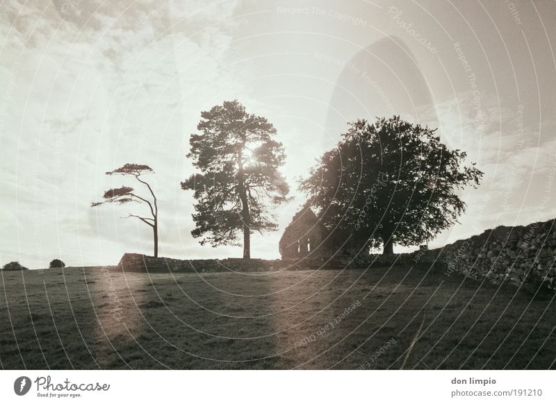 black tea Calm Summer House (Residential Structure) Clouds Sunlight Tree Meadow Field Ireland Village Deserted Ruin Church Wall (barrier) Wall (building) Old