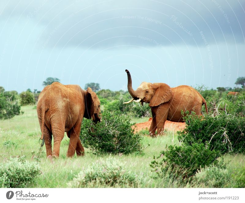 Jambo - jambo Safari Animal Sky Storm clouds Bushes Exotic Savannah Wild animal Elephant Emotions Serene Idyll Communicate Welcome Trunk Encounter Tropical