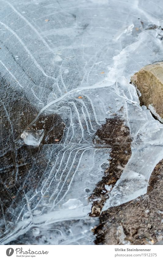 Frozen Environment Nature Water Winter Bad weather Ice Frost Lakeside Pond Freeze Glittering Thin Cold Wet Natural Point Movement Threat Network Pattern