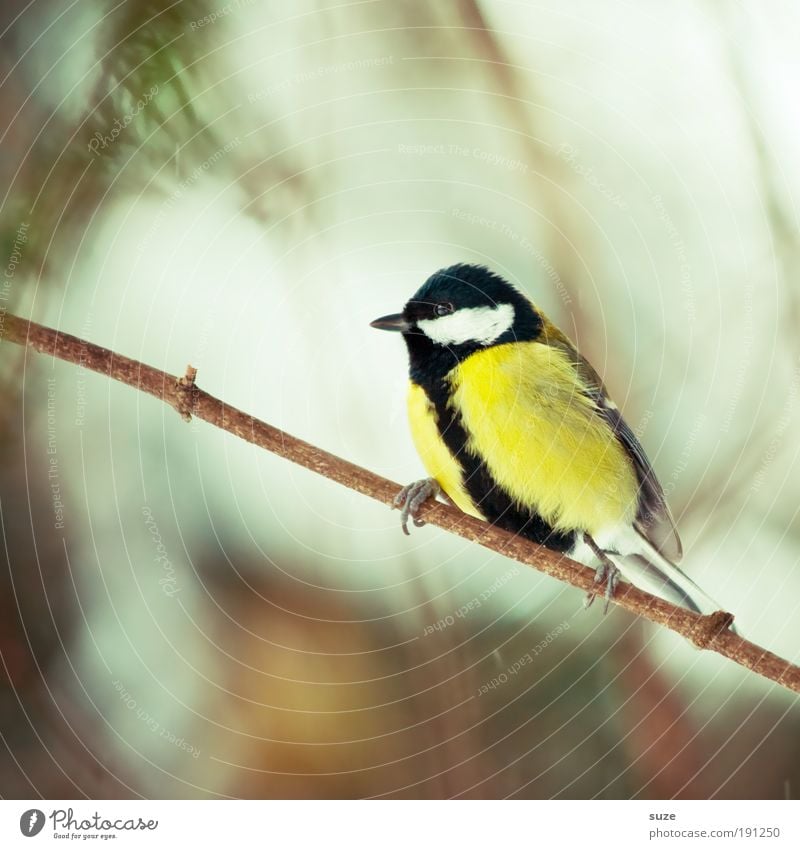 titmouse ;) Nature Animal Spring Wild animal Bird 1 Sit Wait Small Cute Yellow Tit mouse Songbirds Twig Beak Ornithology Domestic Feather Plumed Branch