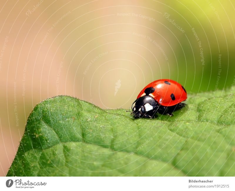 ladybugs Ladybird Green Insect Good luck charm Red Leaf Nature Plant Close-up Summer Macro (Extreme close-up) Colour Joy Beetle Crawl Spotted Copy Space Happy