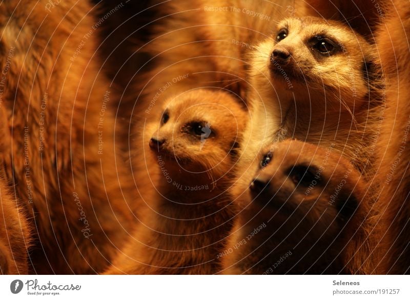 family meeting Brunette Animal Wild animal Animal face Zoo Petting zoo Meerkat Rodent desert animal Group of animals Baby animal Animal family Observe Discover