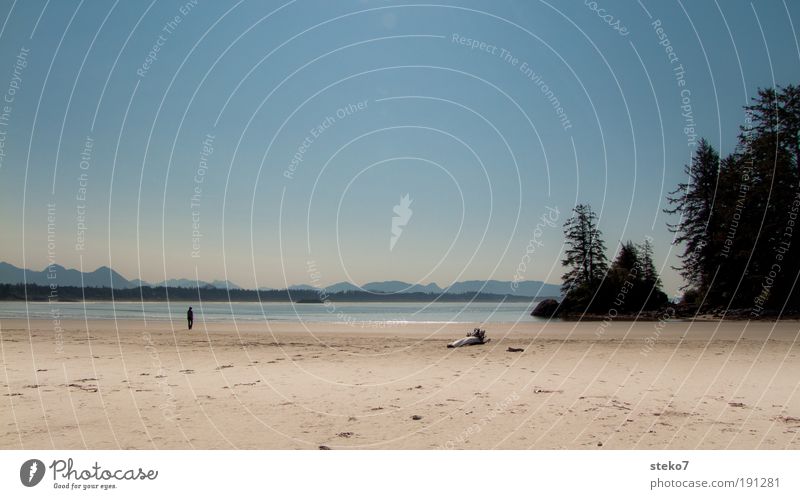 sandpiper Summer Summer vacation Sun Beach Ocean Coast Relaxation To enjoy Far-off places Free Infinity Bright Warmth Horizon Nature Canada Tofino Long Beach