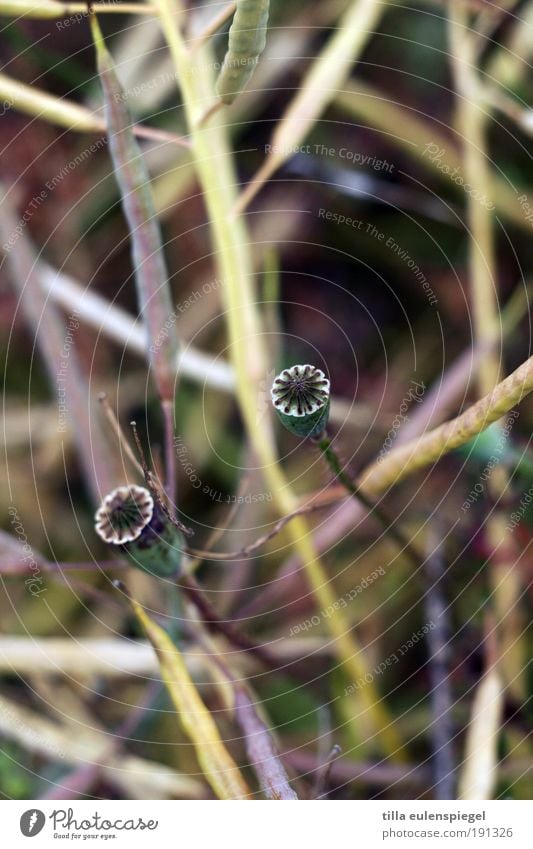 * Exotic Environment Nature Plant Field Faded To dry up Growth Together Beautiful Natural Original Dry Wild Green Violet Authentic Idyll Calm Transience