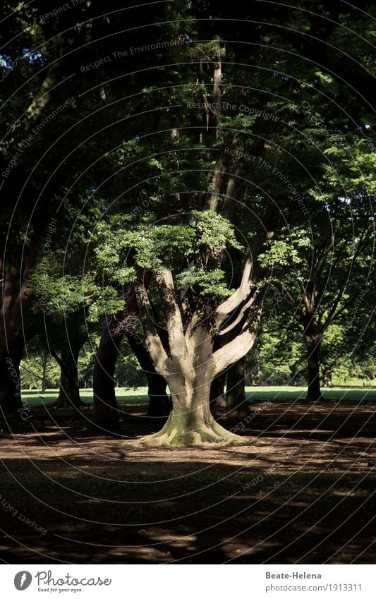 Well rooted and firm Meditation Vacation & Travel City trip Jogging Nature Sun Tree Park Tokyo Japan Asia Breathe Discover Relaxation To enjoy Growth Old