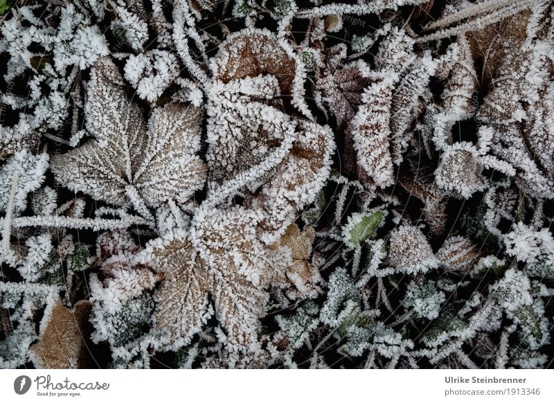 hoarfrost 6 Environment Nature Plant Winter Weather Ice Frost Leaf Garden Park Meadow Freeze Glittering Lie To dry up Cold Natural Maple leaf Hoar frost