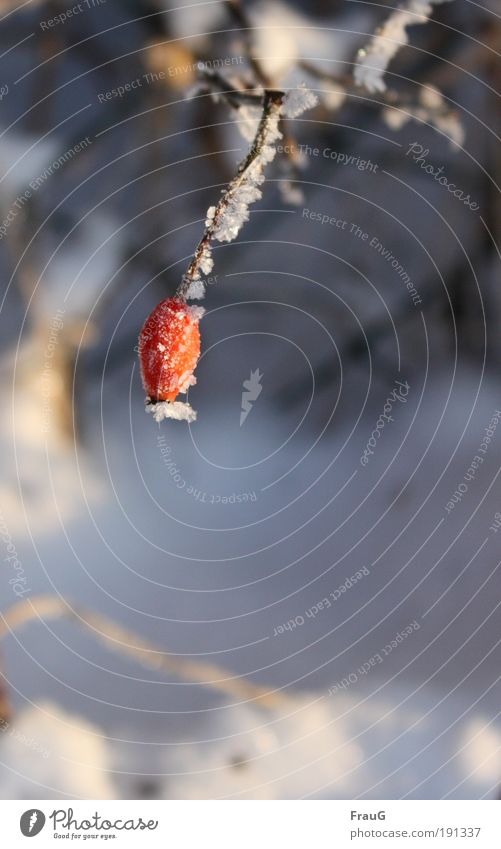 shock-frozen Winter Nature Beautiful weather Ice Frost Wild plant Freeze Cold Delicious Natural Red Environment Colour photo Exterior shot Day