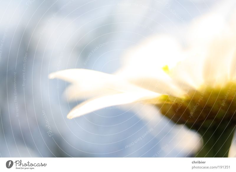 Summer on the doorstep Nature Plant Beautiful weather Flower Marguerite Daisy Blossoming Fragrance Glittering Illuminate Esthetic Bright Near Blue Yellow White