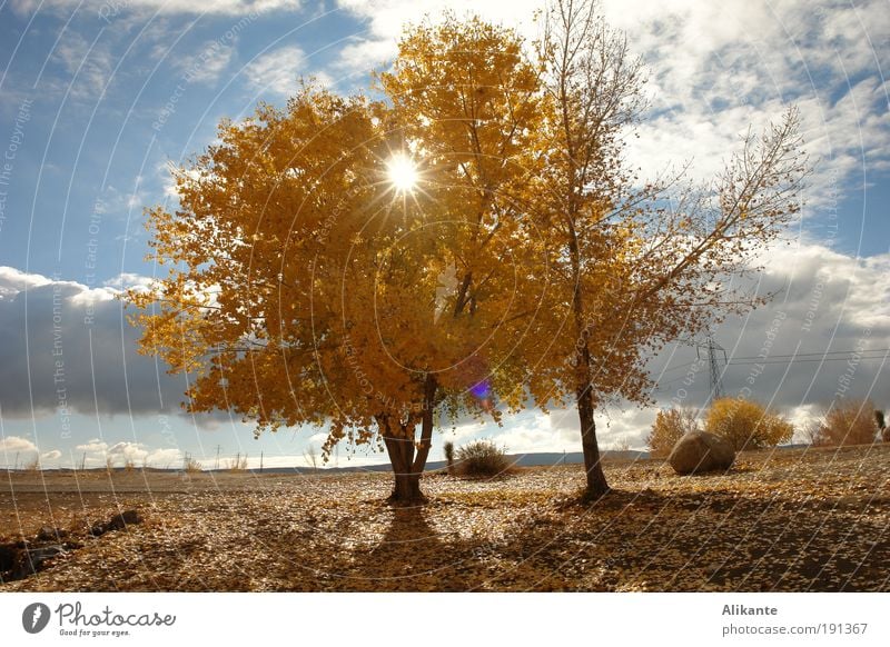 in the afternoon Environment Nature Landscape Earth Sky Clouds Sun Sunlight Autumn Beautiful weather Tree Leaf Breathe Think Looking Illuminate Esthetic