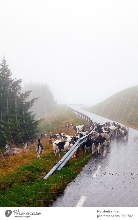 bitch alarm Vacation & Travel Nature Landscape Plant Animal Climate Weather Bad weather Fog Rain Tree Grass Transport Traffic infrastructure Street