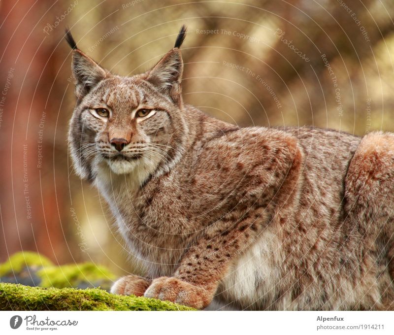 Lynx Lynx Animal face Pelt Claw Paw Zoo 1 Athletic Cuddly Power Determination Esthetic Elegant Serene Concentrate Pride Colour photo Exterior shot