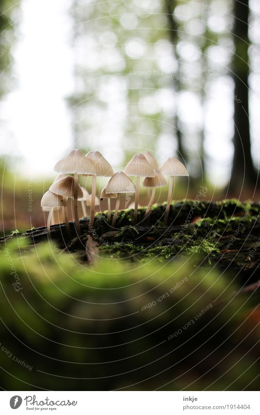 the wild 13 Environment Nature Plant Animal Autumn Beautiful weather Moss Forest Woodground Mushroom Growth Multiple Blur Beige Inedible Colour photo