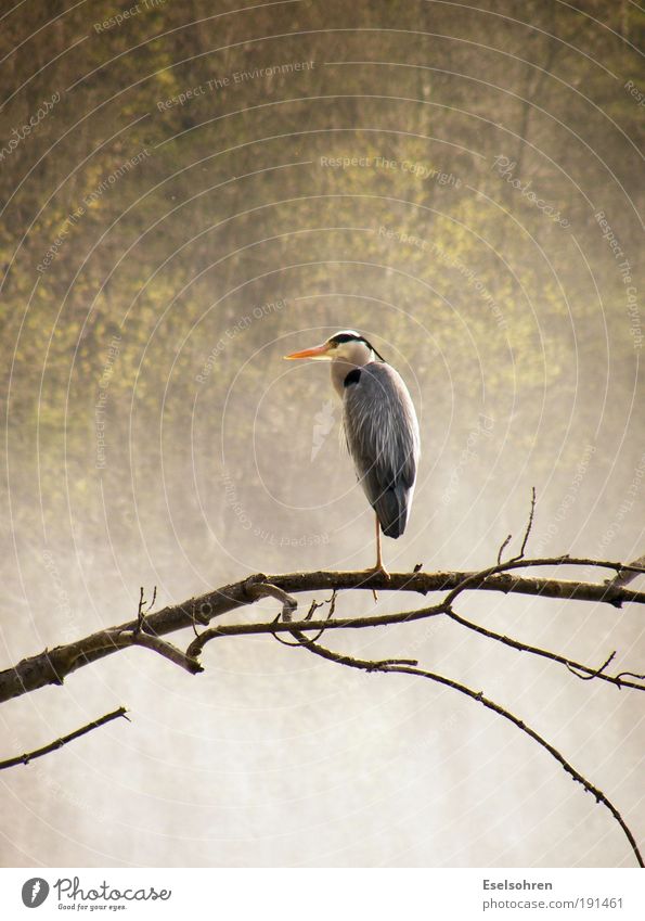 Heron Nature Water Drops of water Waterfall Animal Wild animal Bird Wing 1 Observe Esthetic Rhine Colour photo Exterior shot Copy Space top Central perspective