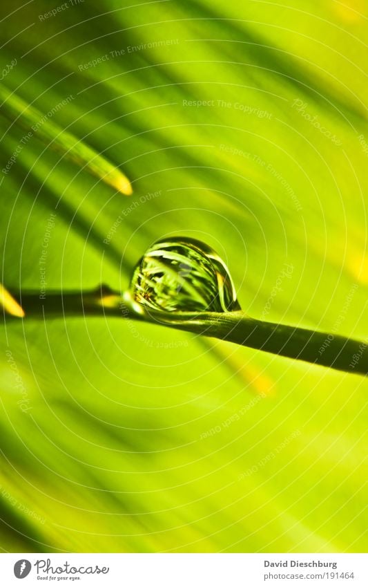 Green Pearl o'clock Life Harmonious Nature Plant Drops of water Spring Summer Foliage plant Silver Round Surface tension Dew Colour photo Exterior shot Close-up