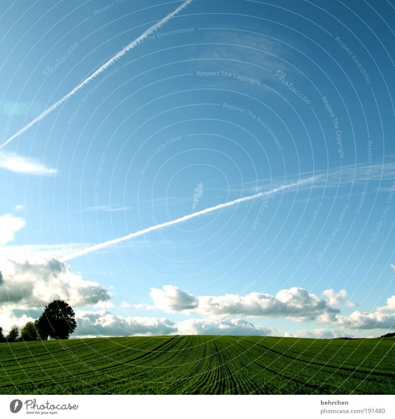 optimism Trip Far-off places Freedom Nature Landscape Sky Clouds Climate change Beautiful weather Plant Tree Meadow Field Happy Contentment Anticipation