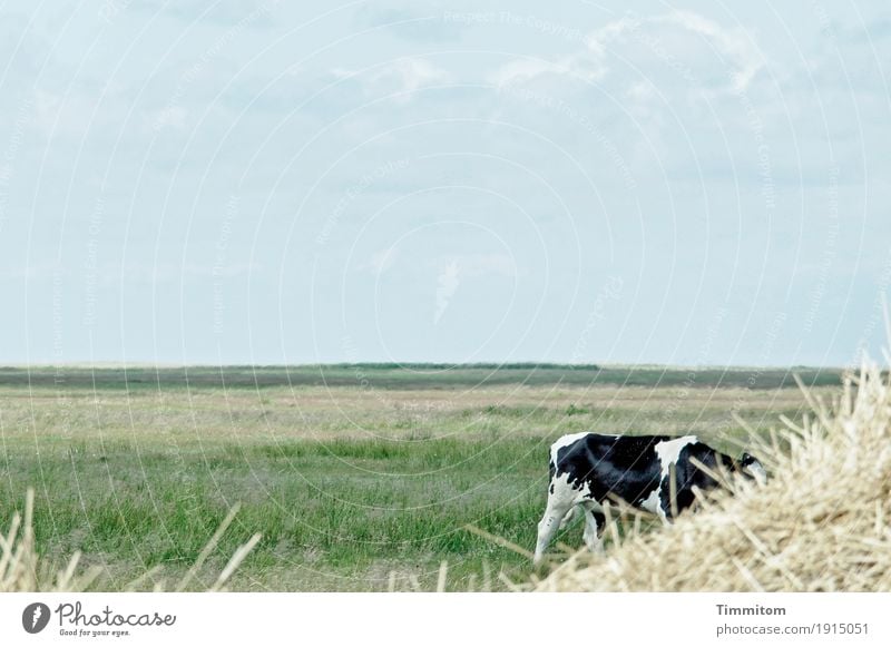 Enjoying quiet days in DK. Environment Nature Landscape Plant Animal Sky Clouds Beautiful weather Grass Denmark Cow 1 To feed Blue Green Horizon To enjoy Straw