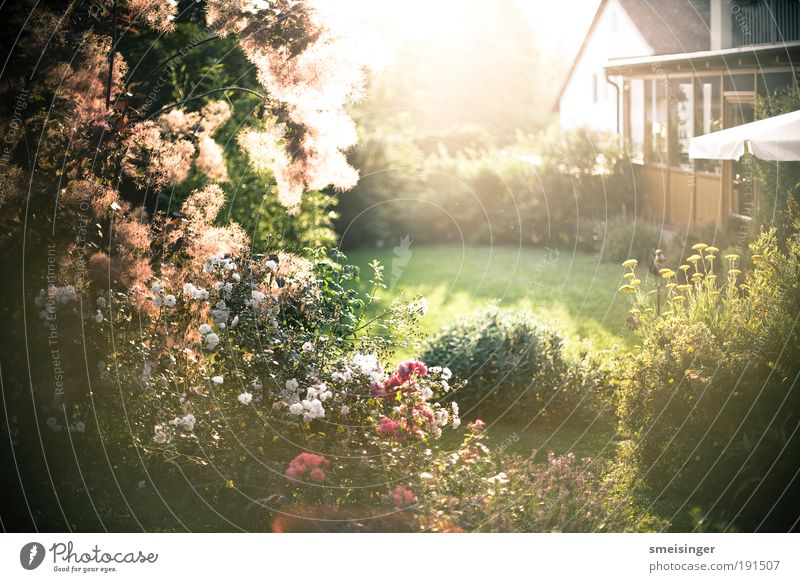 garden Environment Nature Plant Sun Sunlight Summer Flower Grass Bushes Foliage plant Garden Park Austria Europe House (Residential Structure) Detached house