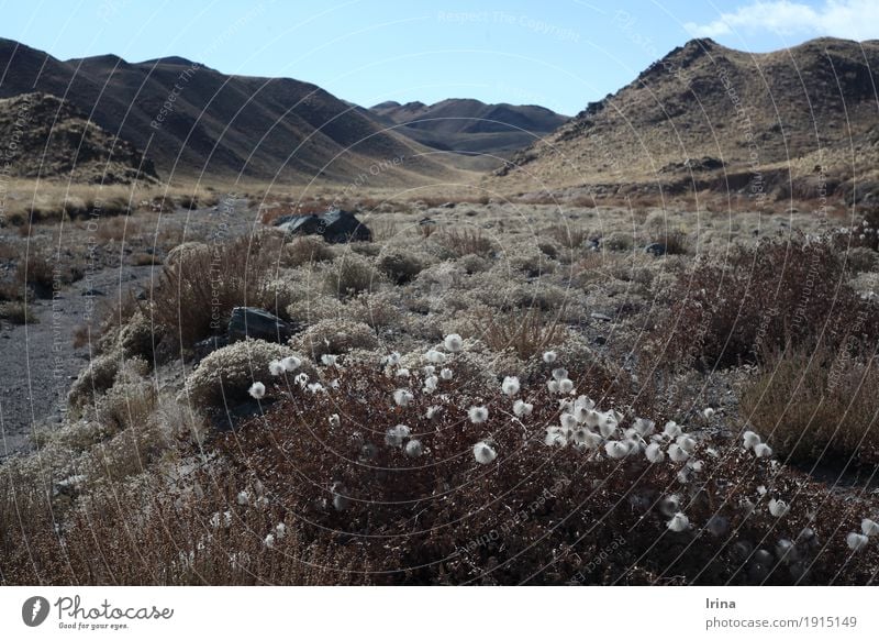 Gobi Autumn Landscape Bushes Wild plant Desert Mongolia Infinity Brown Gray Adventure Freedom Nature Decline Transience Far-off places Empty Subdued colour