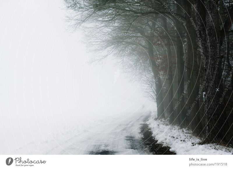 on the road to the unknown Calm Far-off places Freedom Winter Snow Nature Fog Forest Deserted Freeze Dream Infinity Cold Gloomy Moody Sadness Longing