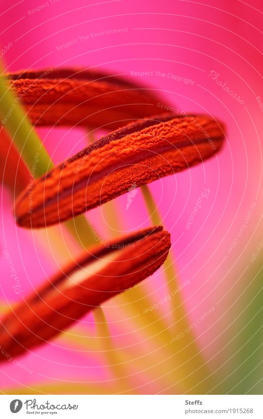 Stamens of the Stargazer lily in detail Lilium Lily blossom Oriental lily lilium orientalis stamens stamina Stargazer Lily neon colours Flower Blossom Pistil