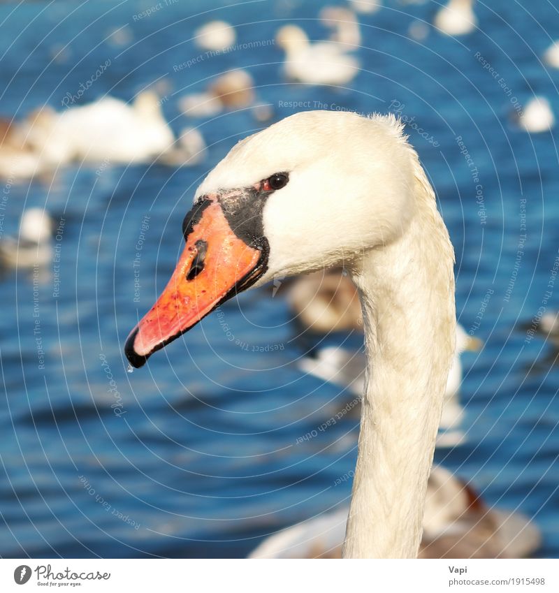 White swan Nature Animal Water Pond Lake River Wild animal Bird Swan 1 Love Cute Clean Blue Yellow Orange Red Black Emotions Romance Purity Peace Innocent head