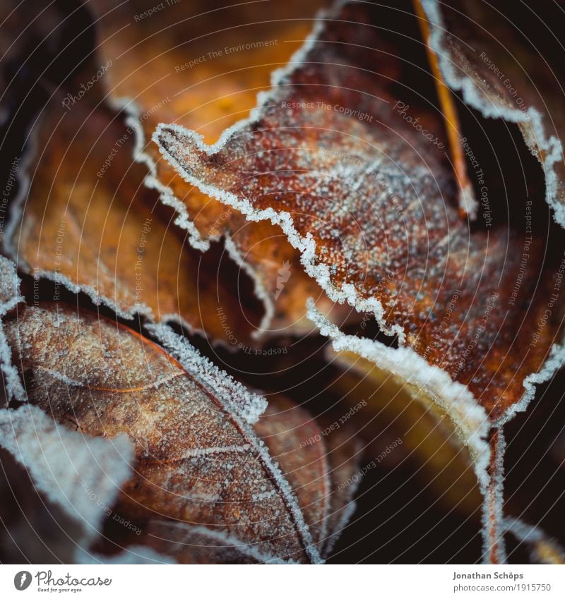 Flowers of winter XII Winter Nature Plant Autumn Fog Sadness Cold Grief Loneliness Transience Frost Seasons Leaf Frozen Macro (Extreme close-up) Hoar frost Near