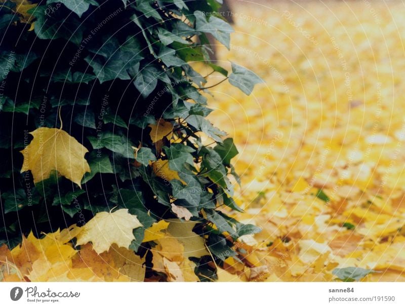 autumn Autumn Autumn leaves Nature Tree Leaf Park Contentment Calm Yellow Green Ivy Maple tree Colour photo Exterior shot Deserted Day