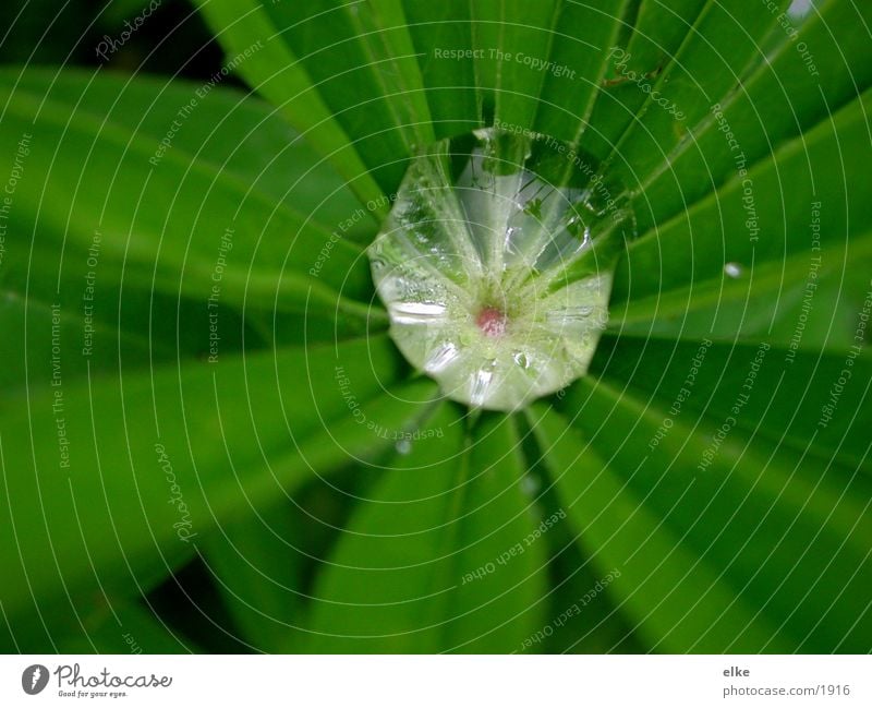 collecting basin Drops of water Plant