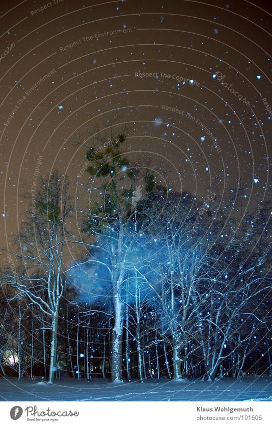 It happened at midnight1 Night sky Snow Snowfall Tree Mistletoe Park Blue White Calm Mystic Colour photo Exterior shot Experimental Deserted Artificial light