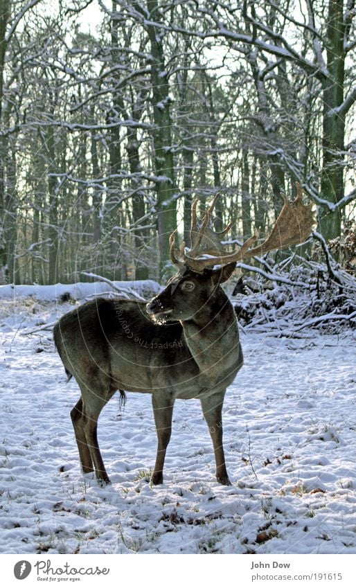 On your guard! Winter Snow Tree Grass Park Forest Wild animal Zoo Deer 1 Animal Observe Watchfulness Game park Antlers Pride Hunting grounds Reindeer