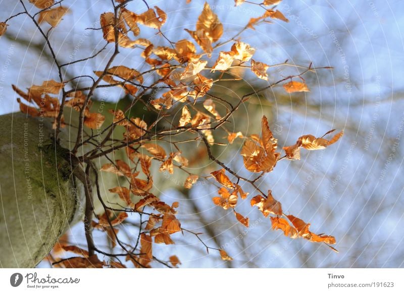 Views of a tree Nature Autumn Winter Tree Leaf Park To dry up Dry Twigs and branches Perspective Beech tree Beech leaf Colour photo Exterior shot Close-up