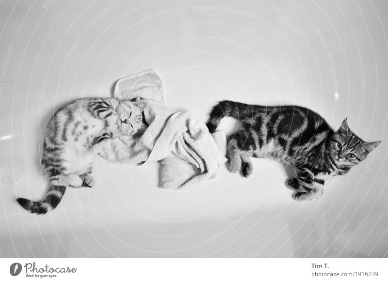 washing day Animal Pet Cat 2 Pair of animals Baby animal Animal family Wellness Interior shot Deserted Copy Space top Copy Space bottom Evening Artificial light