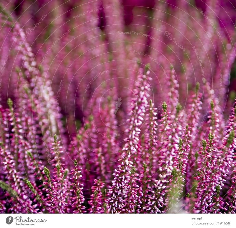 Pink heath Mountain heather Seasons Holiday season background plants Verdant Biology Ecological Nature stem Flower perennial purple pink detail blooms flora