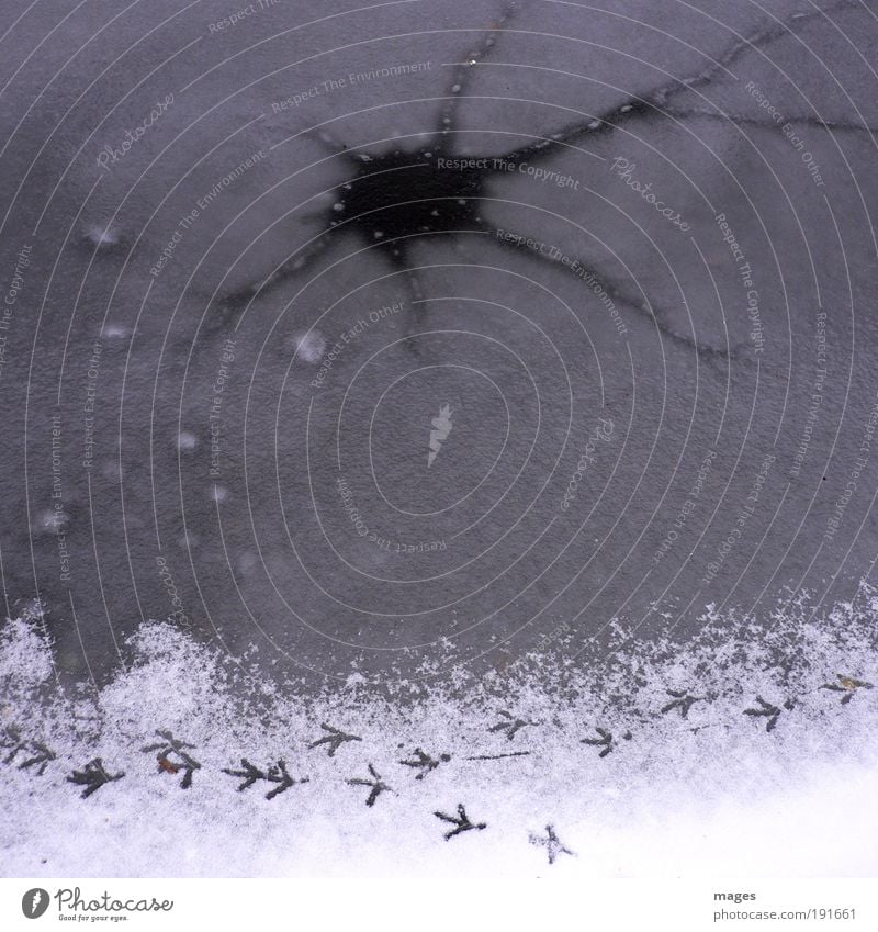 On thin ice Elements Water Winter Ice Frost Lake Bird Optimism Dangerous Crack & Rip & Tear Footprint Snow Frozen ice hole Pond bird trail Hollow Colour photo