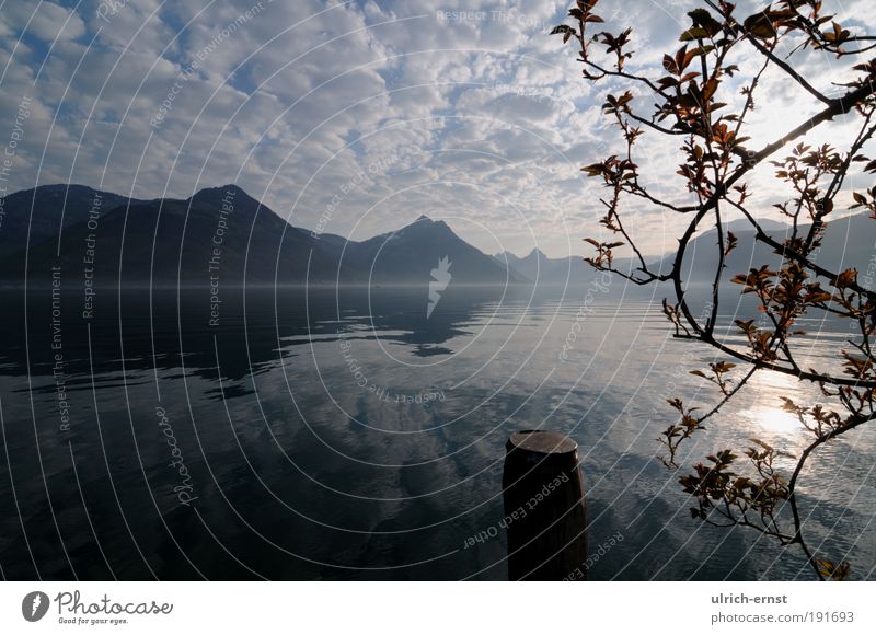 morning mood Landscape Sky Clouds Sunrise Sunset Sunlight Beautiful weather Tree Alps Mountain Waves Lake Lake Lucerne Breathe Relaxation To enjoy Dream Natural