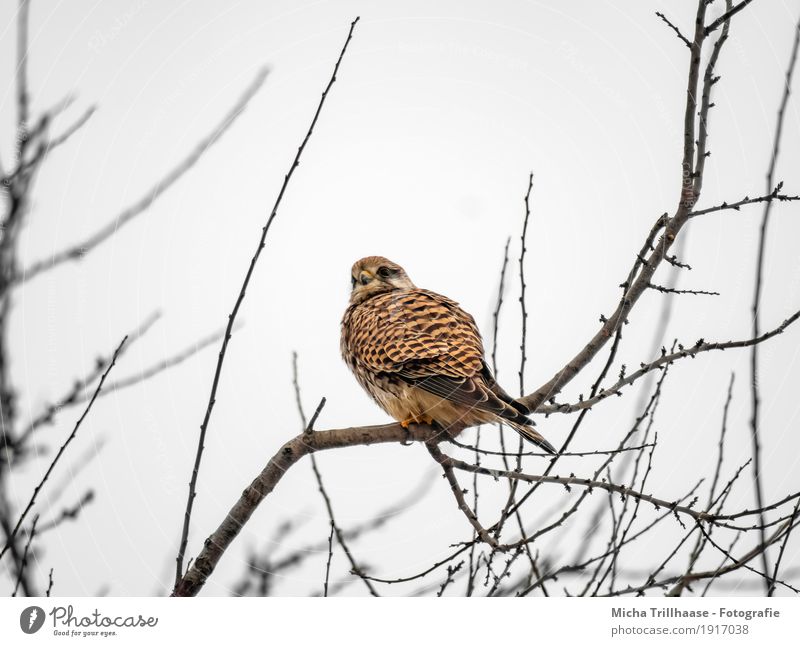 Bird of prey in the tree Hunting Environment Nature Animal Sky Bad weather Plant Tree Wild animal Animal face Wing Claw Falcon 1 Observe Flying Sit Esthetic