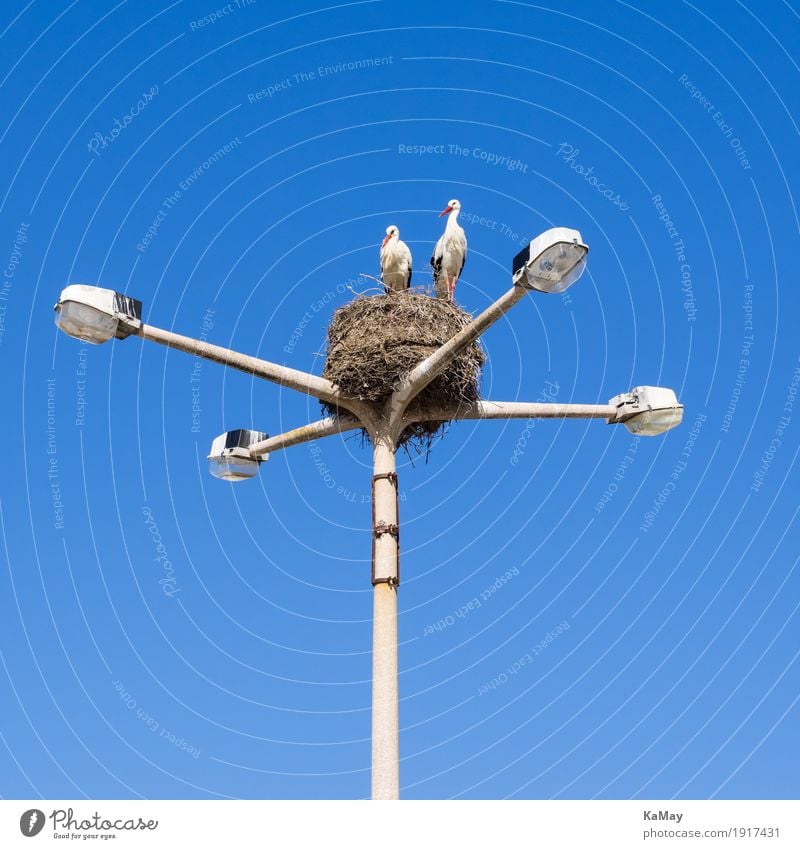 High above with lighting Environment Faro Portugal street lamp Street lighting Animal Wild animal Bird White Stork 2 Safety Nest-building nest Above Blue