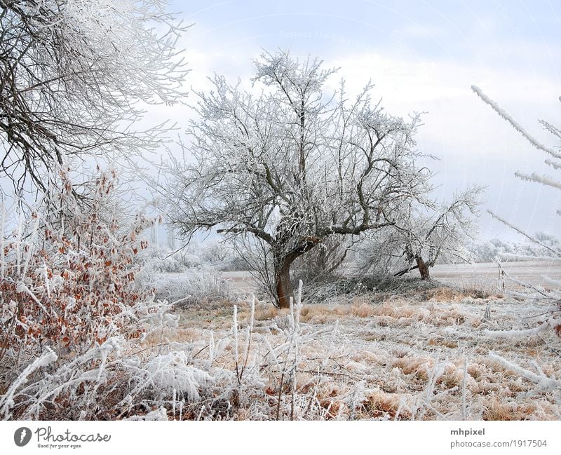 winter walk Nature Landscape Winter Ice Frost Snow Tree Field Outskirts Deserted Cold Moody Hoar frost Winter mood Winter walk Colour photo Exterior shot Day