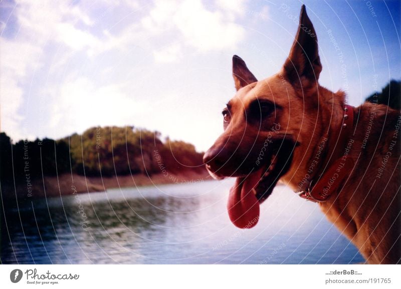 WALL AGENT Joy Happy Landscape Water Sky Beautiful weather Lakeside Deserted Animal Pet Dog Animal face Animal tracks Looking Illuminate Natural Cute Blue Brown