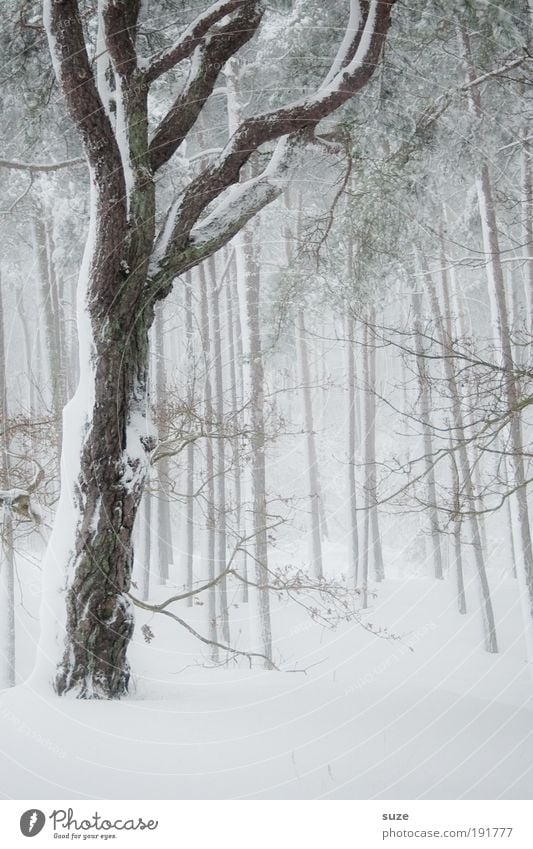 fresh snow Environment Nature Landscape Plant Elements Winter Climate Weather Gale Fog Ice Frost Snow Tree Forest Cold White Moody Sadness Loneliness Ice age