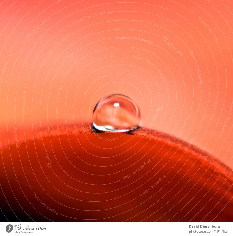 Tear of the devil Life Nature Plant Drops of water Red Silver Dew Round Wet Colour photo Close-up Detail Macro (Extreme close-up) Copy Space top