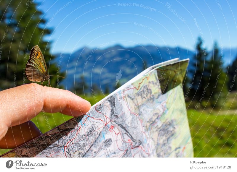 Discover Nature II Hand Contentment Joie de vivre (Vitality) Moody Butterfly Playing card Animal Summer Alps Mountain Hiking Wild animal Flying Multicoloured